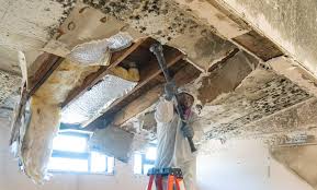 Best Industrial Mold Remediation  in USA